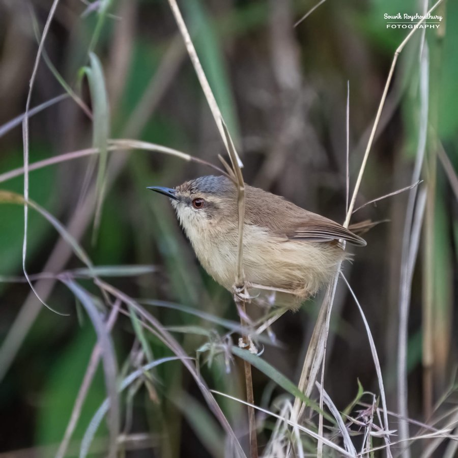 20221119 - Kaladhungi Birds I - 60-E