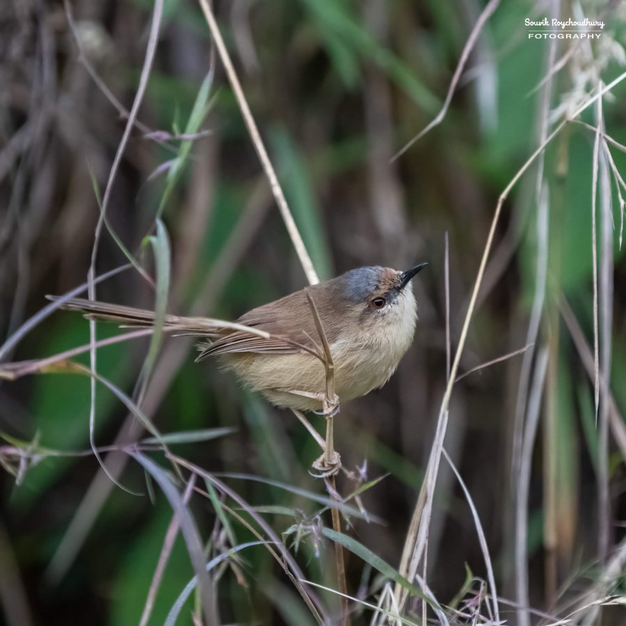 20221119 - Kaladhungi Birds I - 71-E