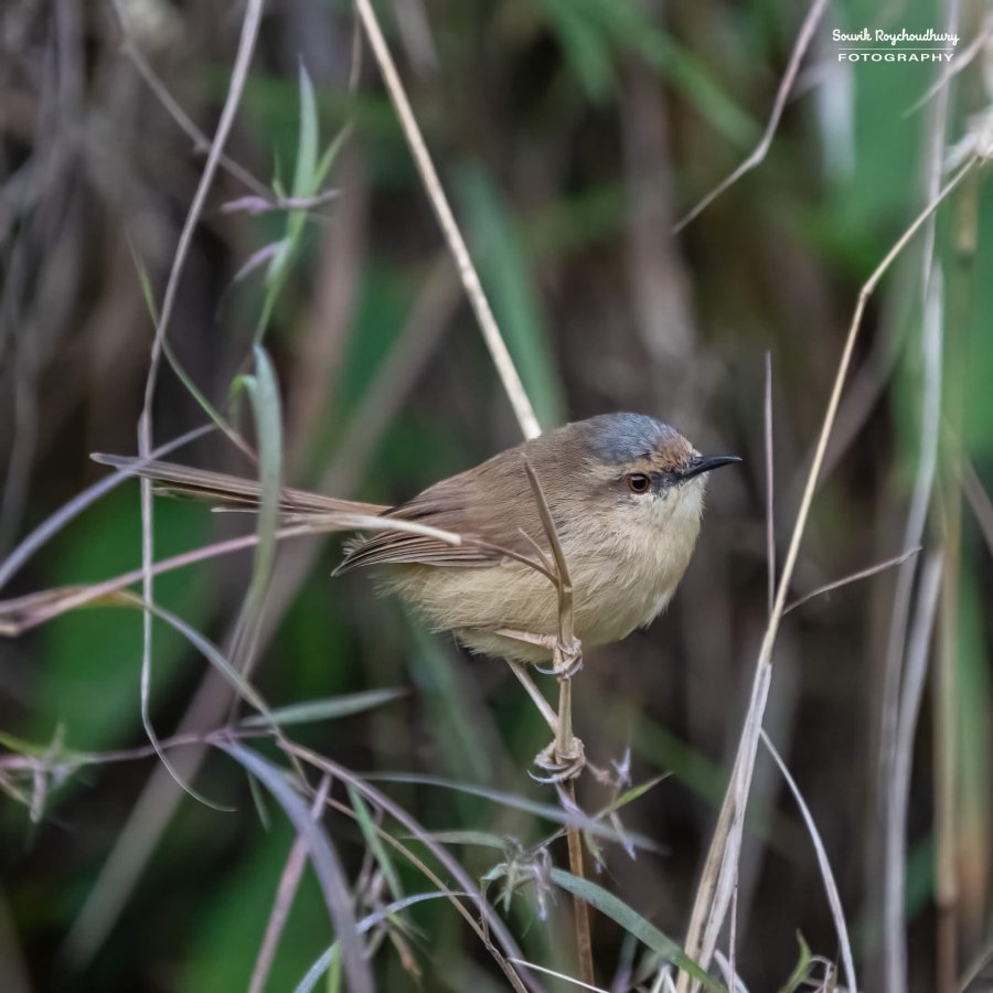 20221119 - Kaladhungi Birds I - 89-E-2