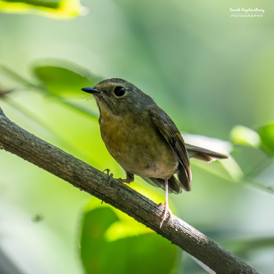 20221119 - Kaladhungi Birds I - 990-E