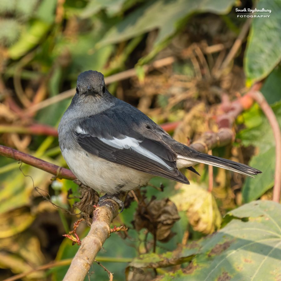 20221223 - Rajarhat Birds - 50-E