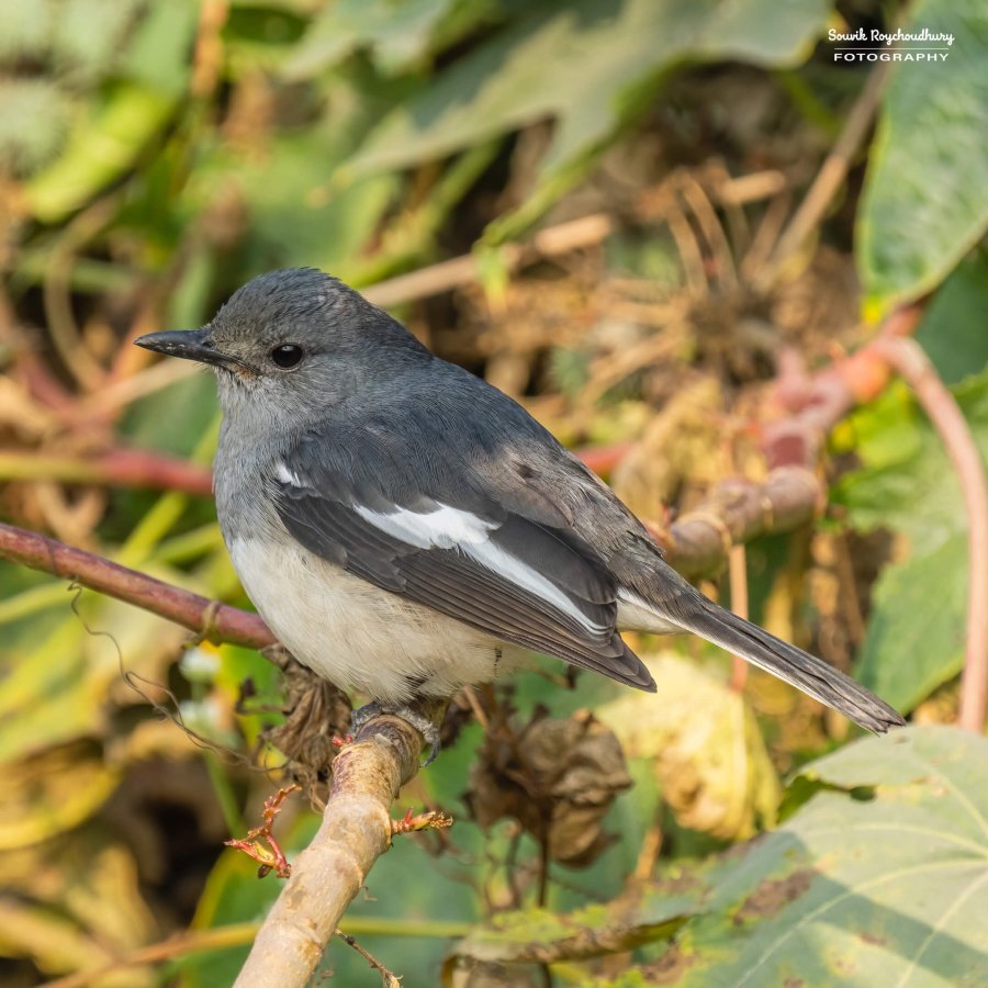 20221223 - Rajarhat Birds - 62-E