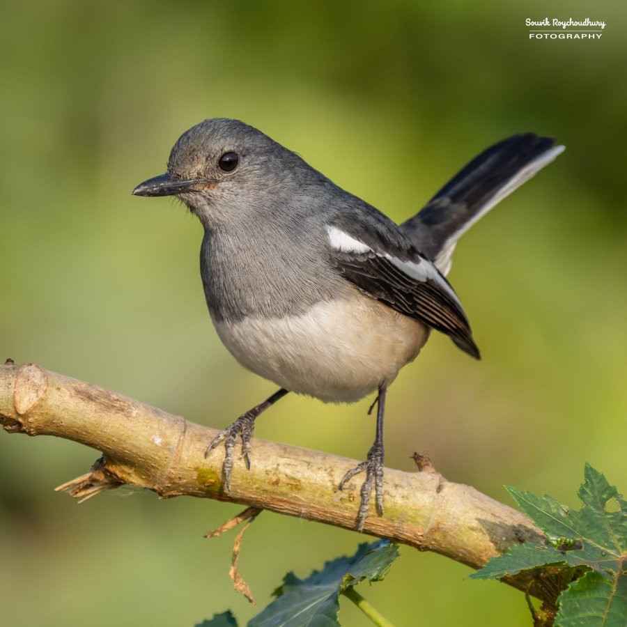 20221223 - Rajarhat Birds - 70-E