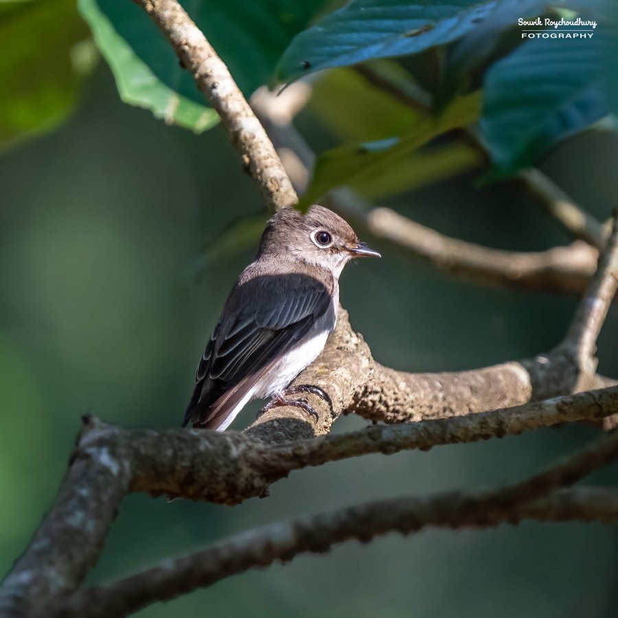 20221230 - Bondla Zoo Birds - 150-E