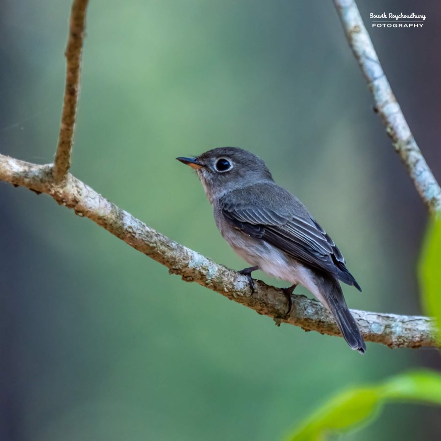 20221230 - Bondla Zoo Birds - 207-E