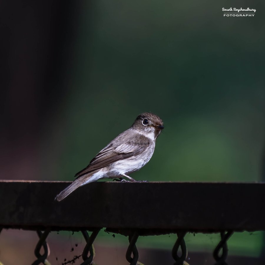 20221230 - Bondla Zoo Birds - 246-E