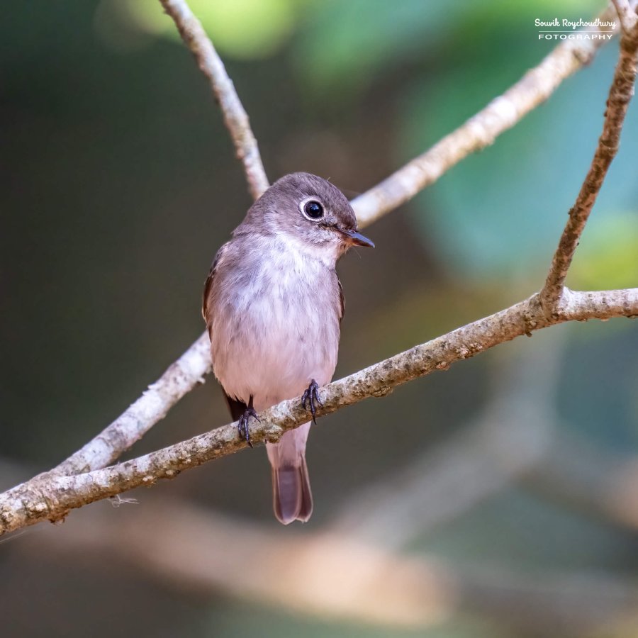 20221230 - Bondla Zoo Birds - 259-E