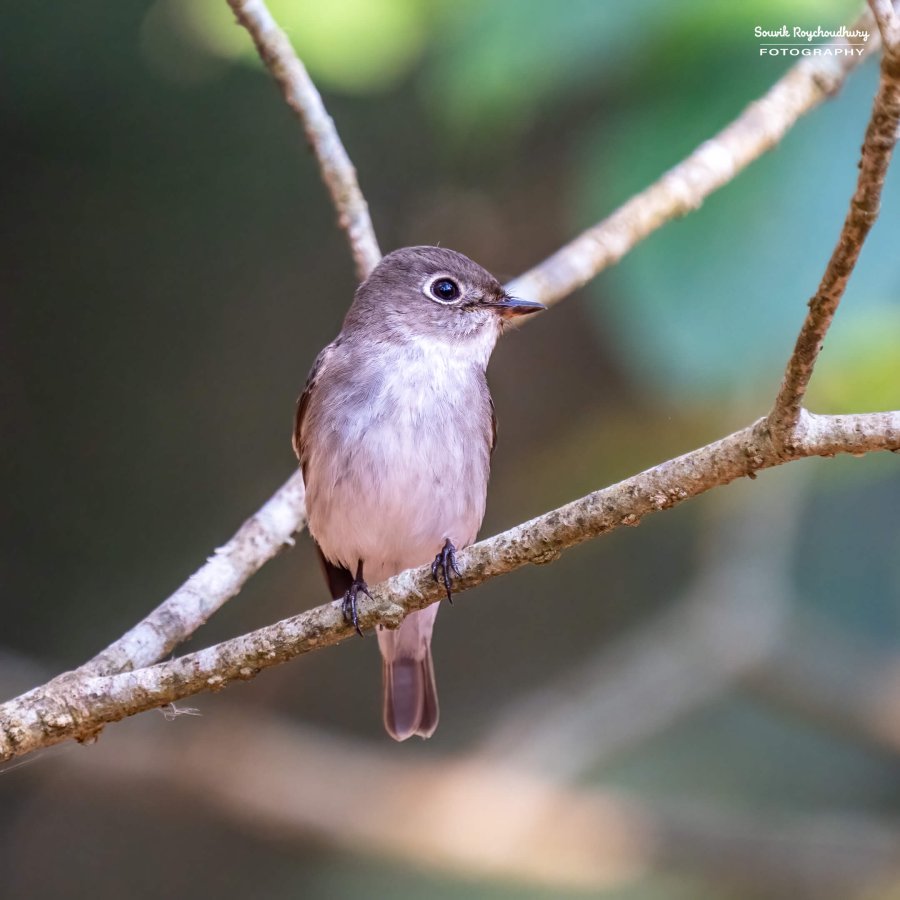 20221230 - Bondla Zoo Birds - 276-E
