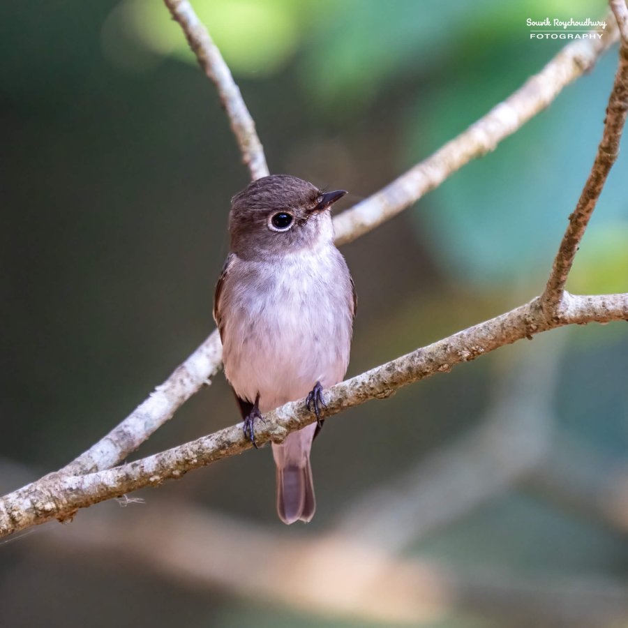 20221230 - Bondla Zoo Birds - 284-E