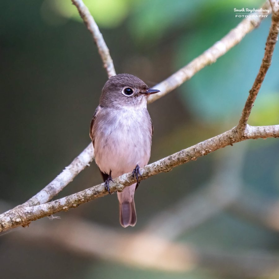 20221230 - Bondla Zoo Birds - 292-E