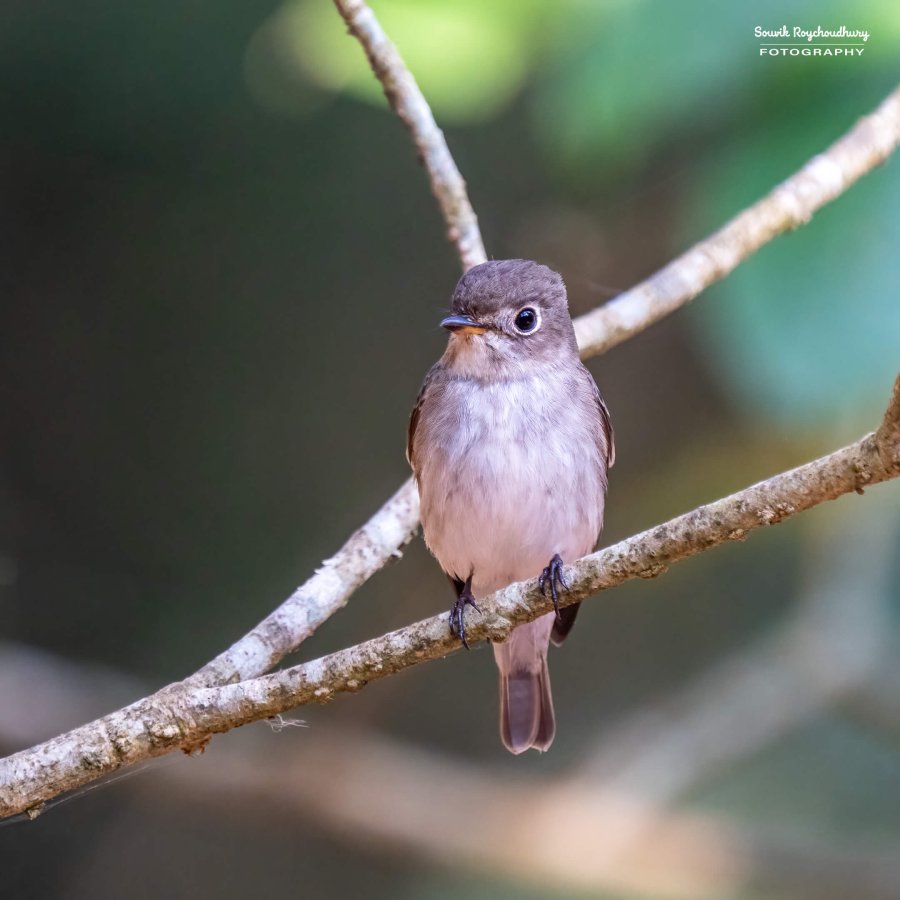 20221230 - Bondla Zoo Birds - 319-E