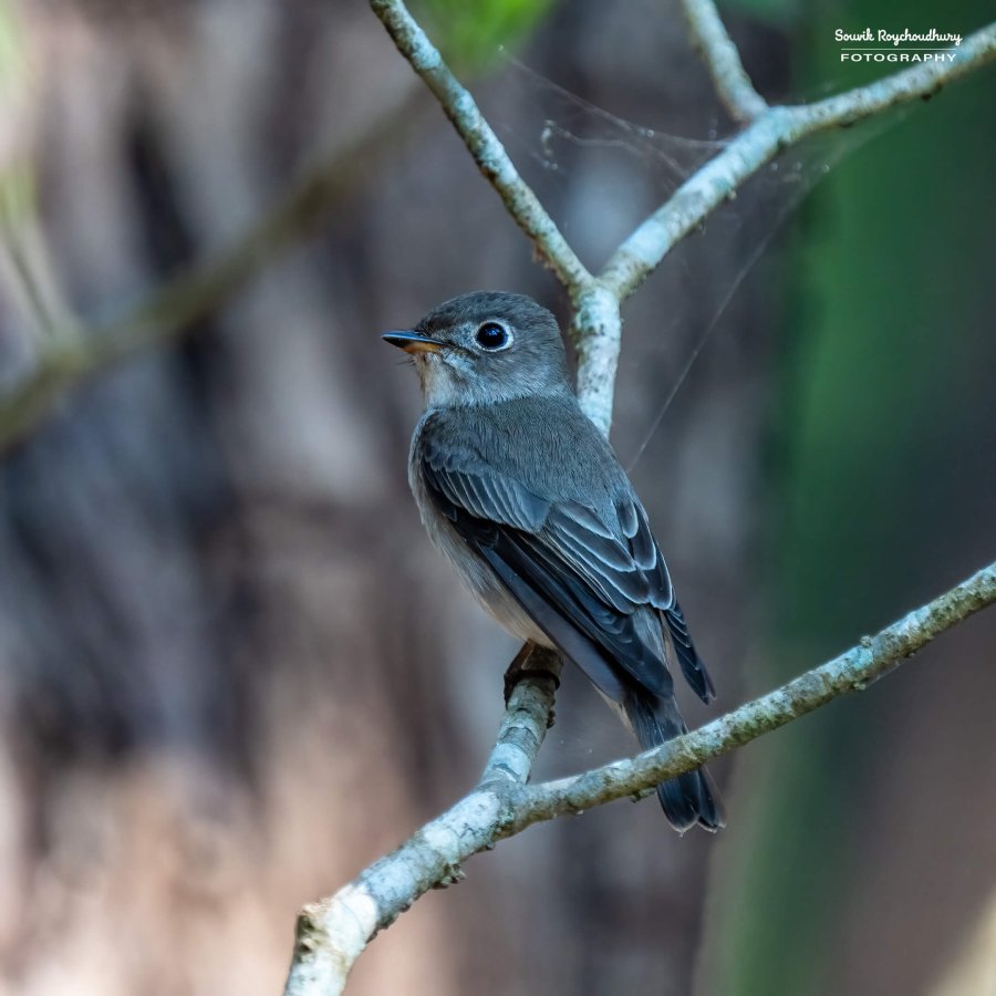 20221230 - Bondla Zoo Birds - 356-E