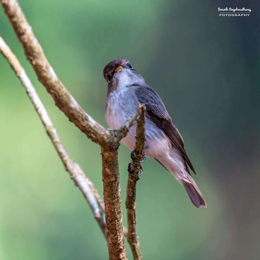 20221230 - Bondla Zoo Birds - 401-E