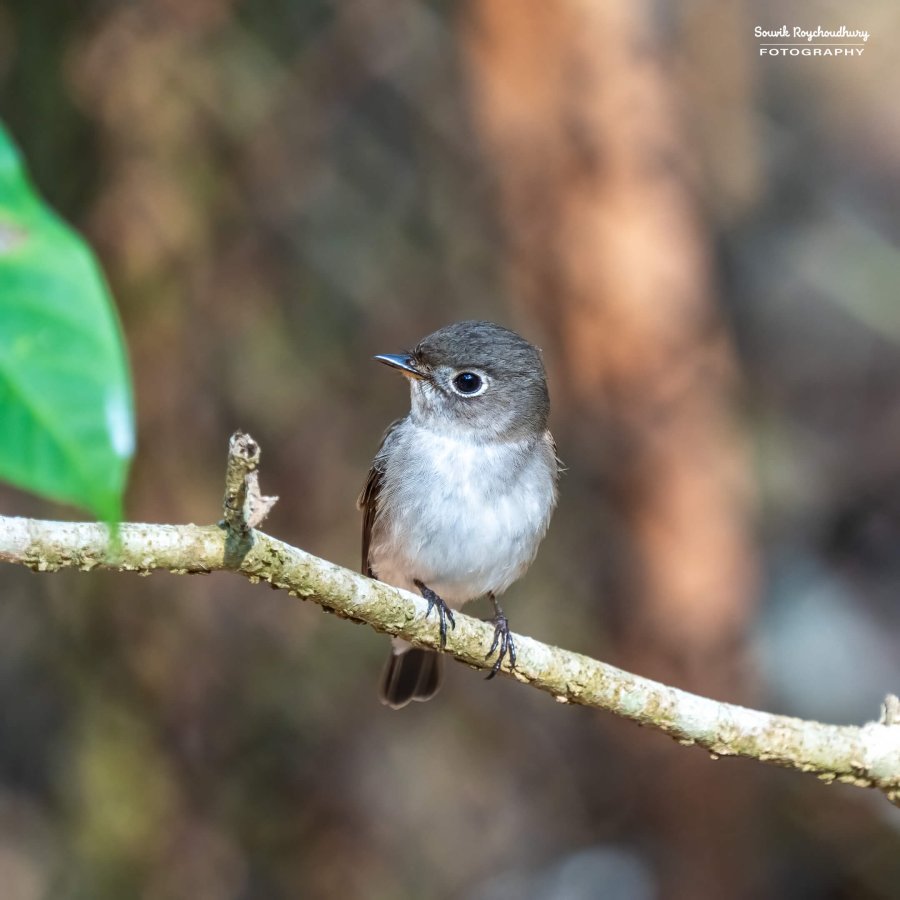 20221230 - Bondla Zoo Birds - 449-E