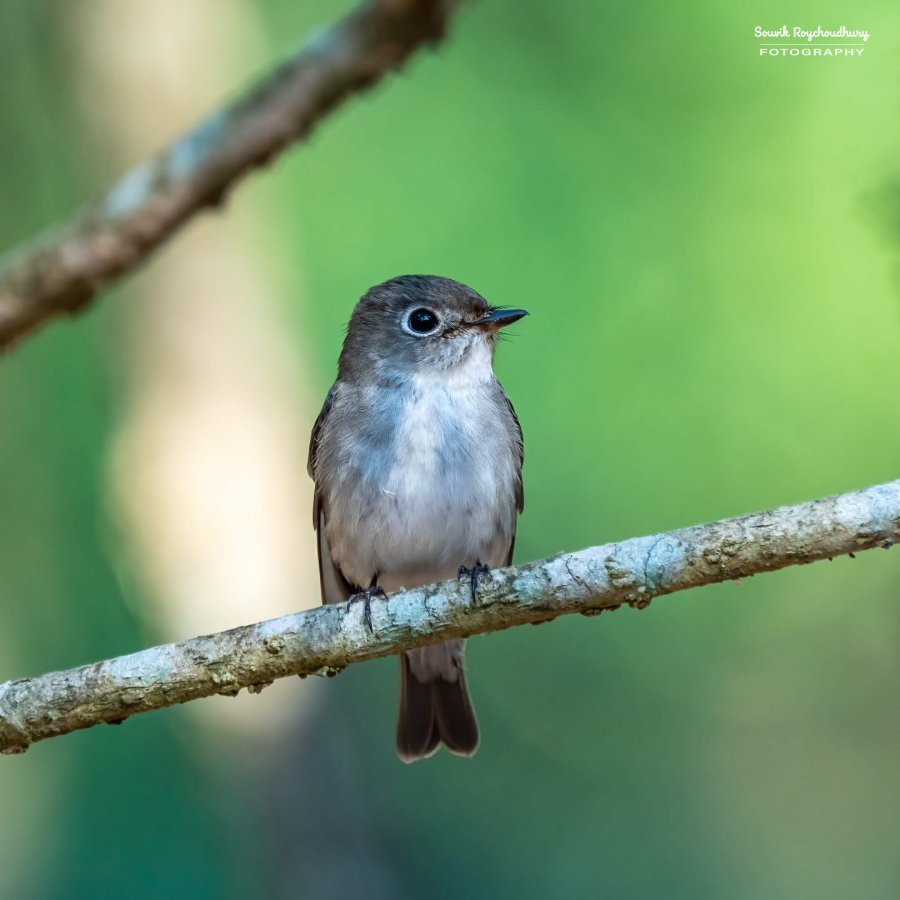 20221230 - Bondla Zoo Birds - 457-E