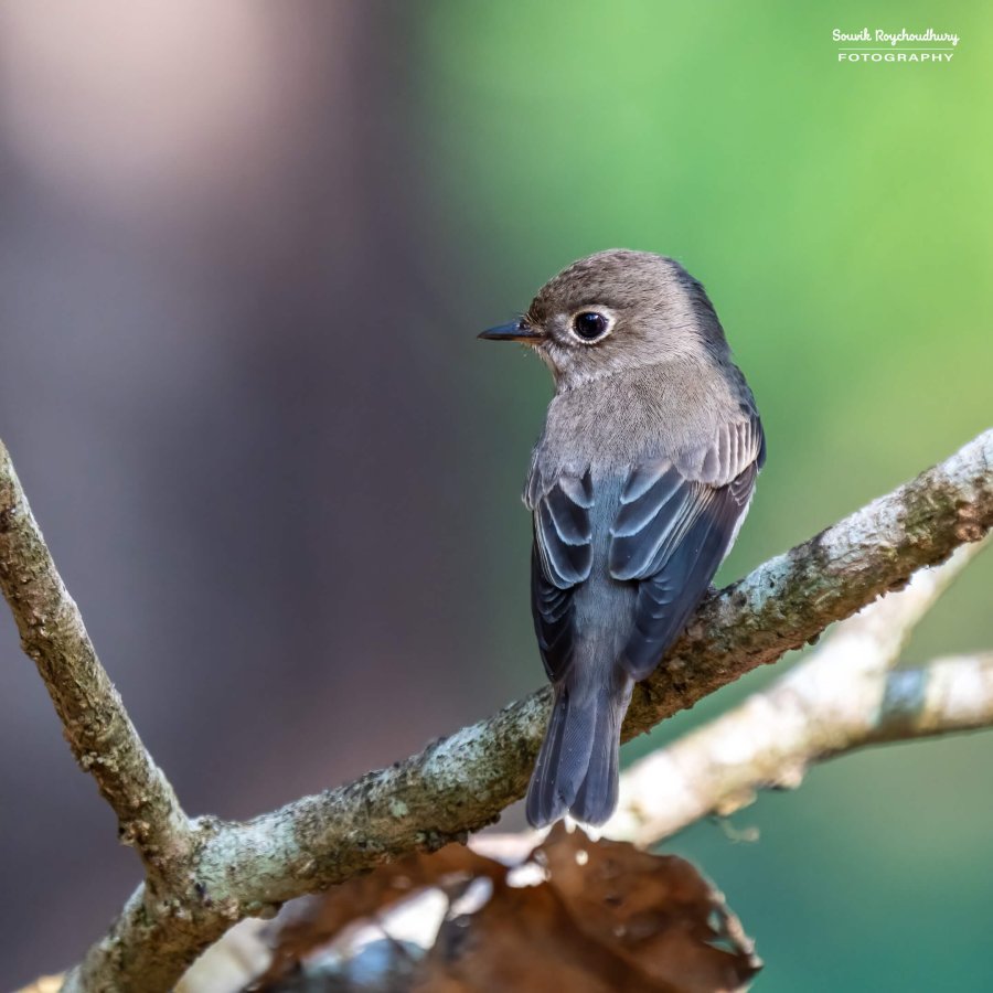 20221230 - Bondla Zoo Birds - 468-E