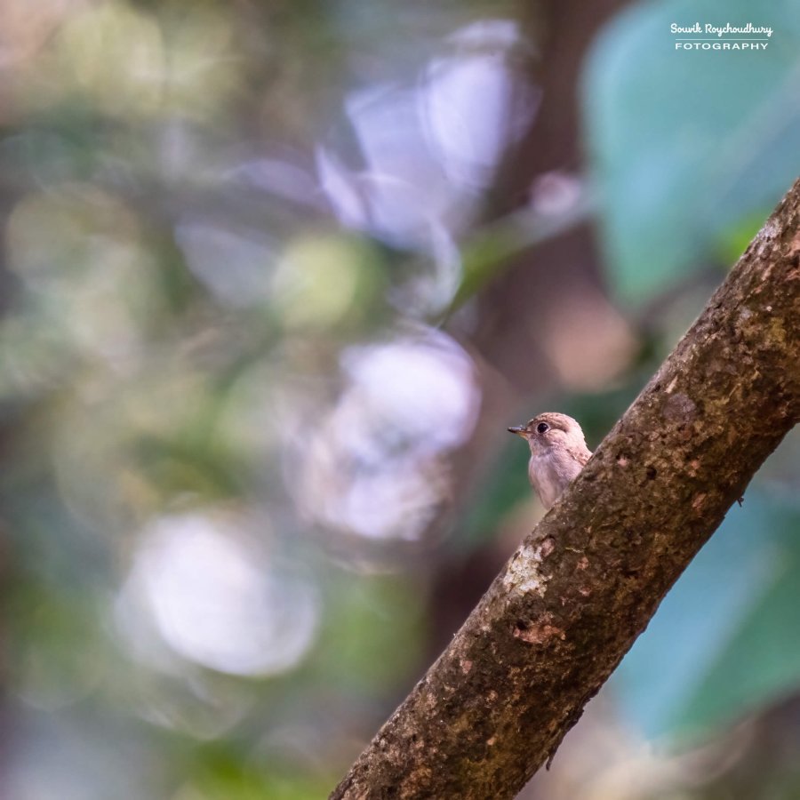 20221230 - Bondla Zoo Birds - 496-E
