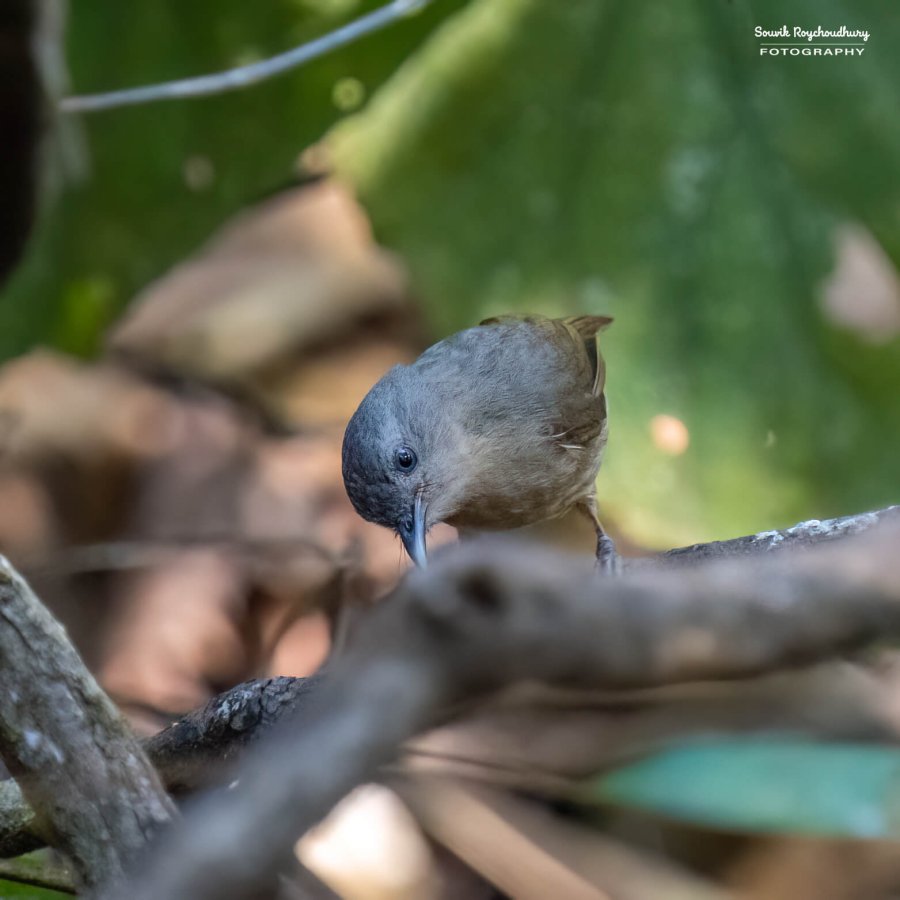 20221230 - Bondla Zoo Birds - 572-E