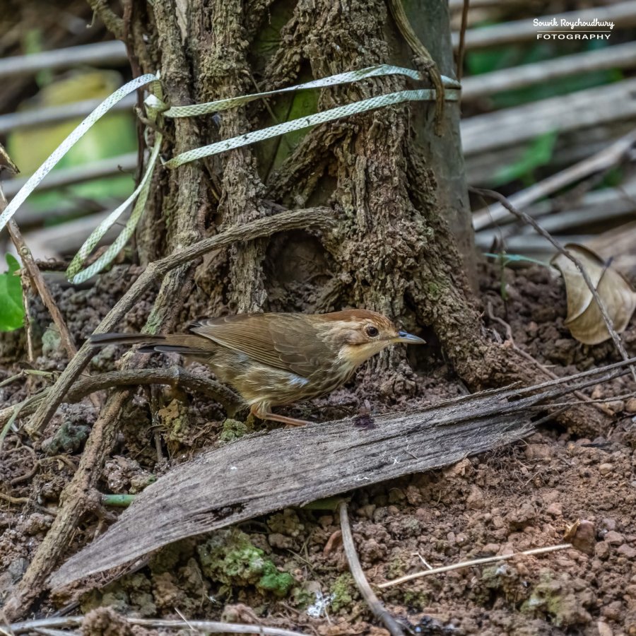 20221230 - Tropical Spice Plantation Birds - 11-E