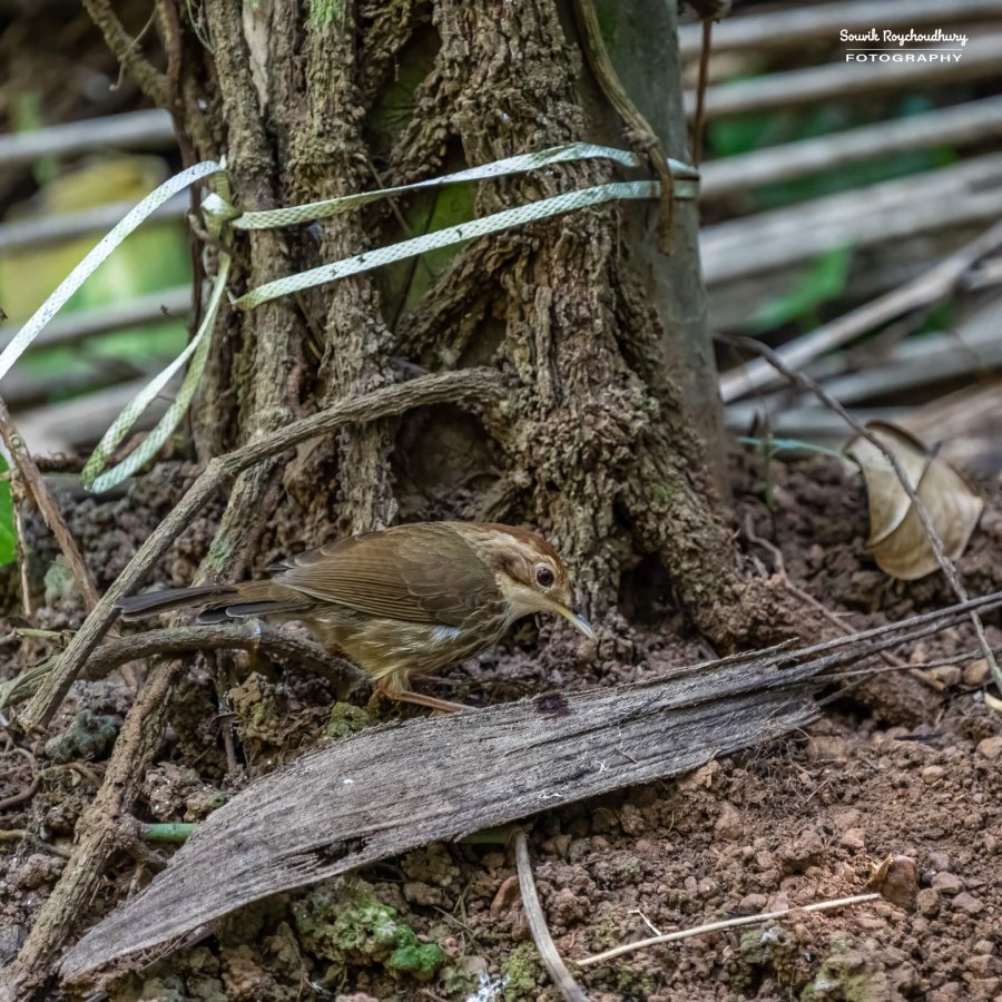 20221230 - Tropical Spice Plantation Birds - 13-E