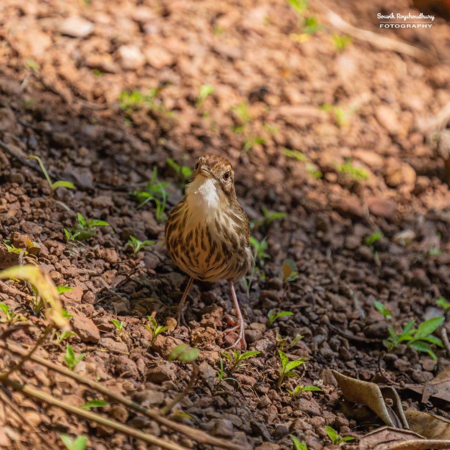 20221230 - Tropical Spice Plantation Birds - 14-E