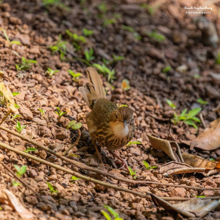 20221230 - Tropical Spice Plantation Birds - 15-E