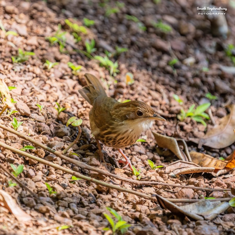 20221230 - Tropical Spice Plantation Birds - 16-E
