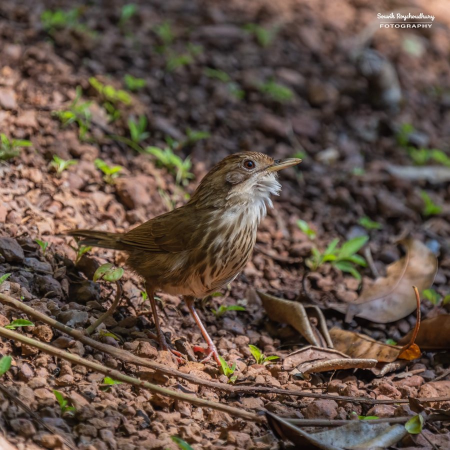 20221230 - Tropical Spice Plantation Birds - 17-E