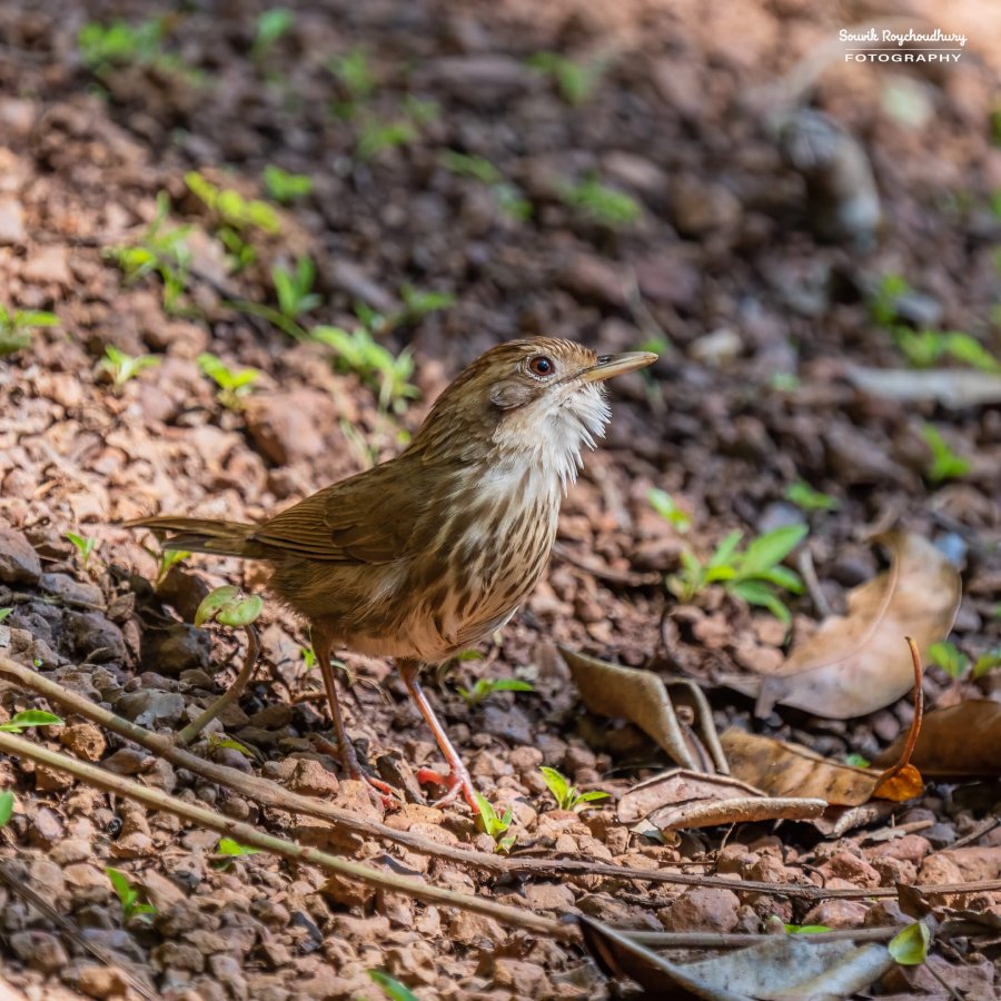 20221230 - Tropical Spice Plantation Birds - 18-E
