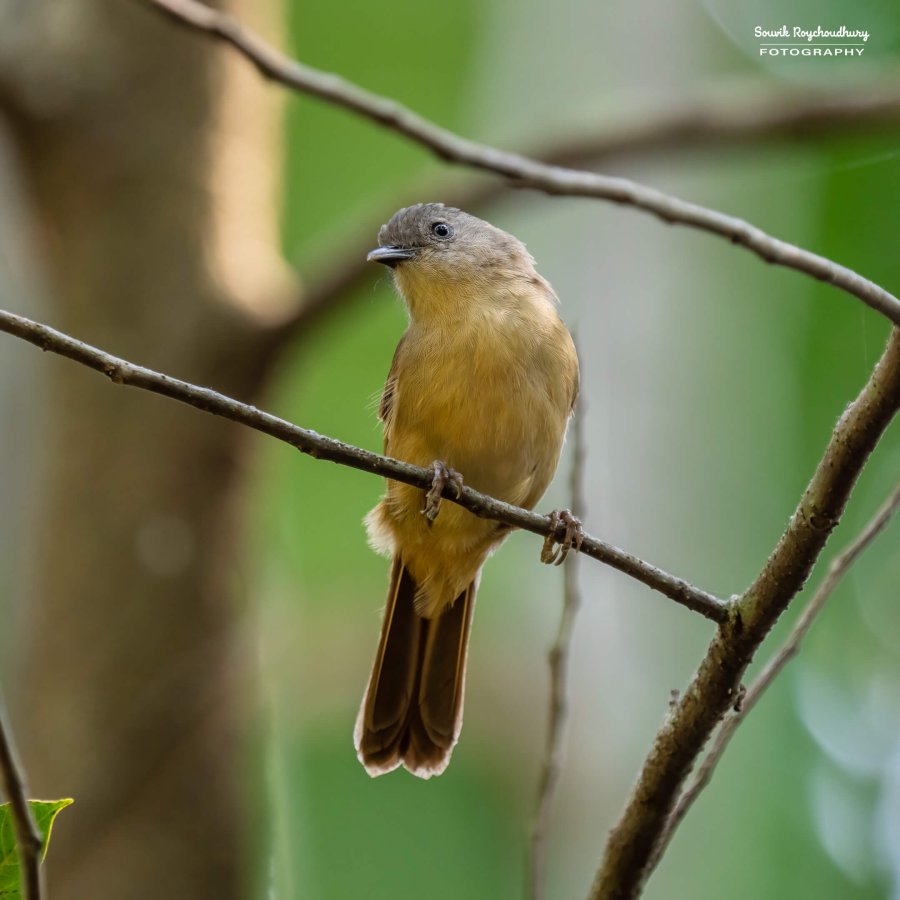 20221230 - Tropical Spice Plantation Birds - 7-E