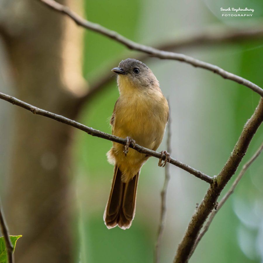 20221230 - Tropical Spice Plantation Birds - 8-E