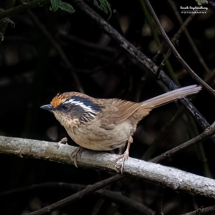 20230319 - Khonoma WLS - 1012-E-E