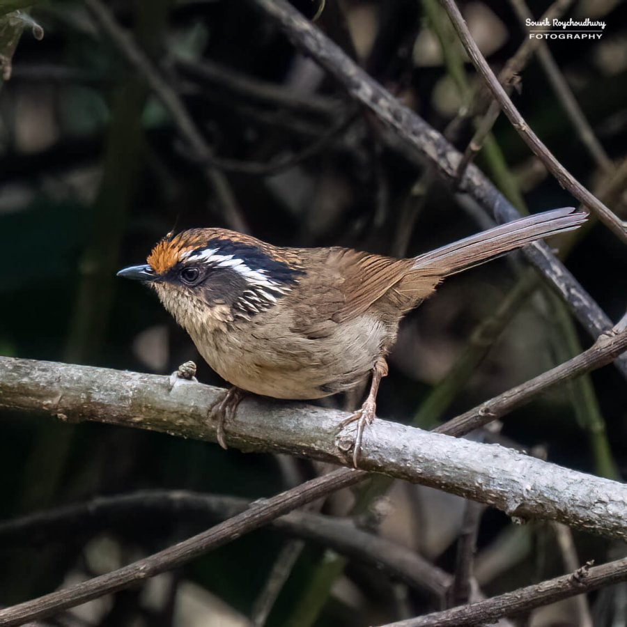 20230319 - Khonoma WLS - 1012-E