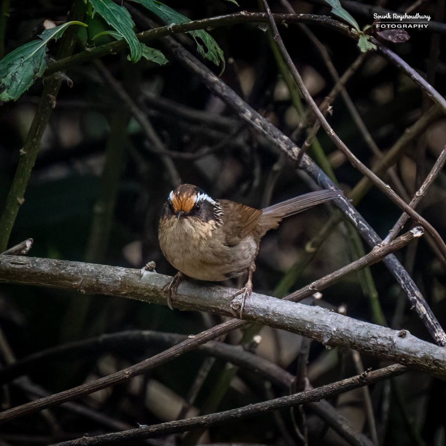 20230319 - Khonoma WLS - 1025-E