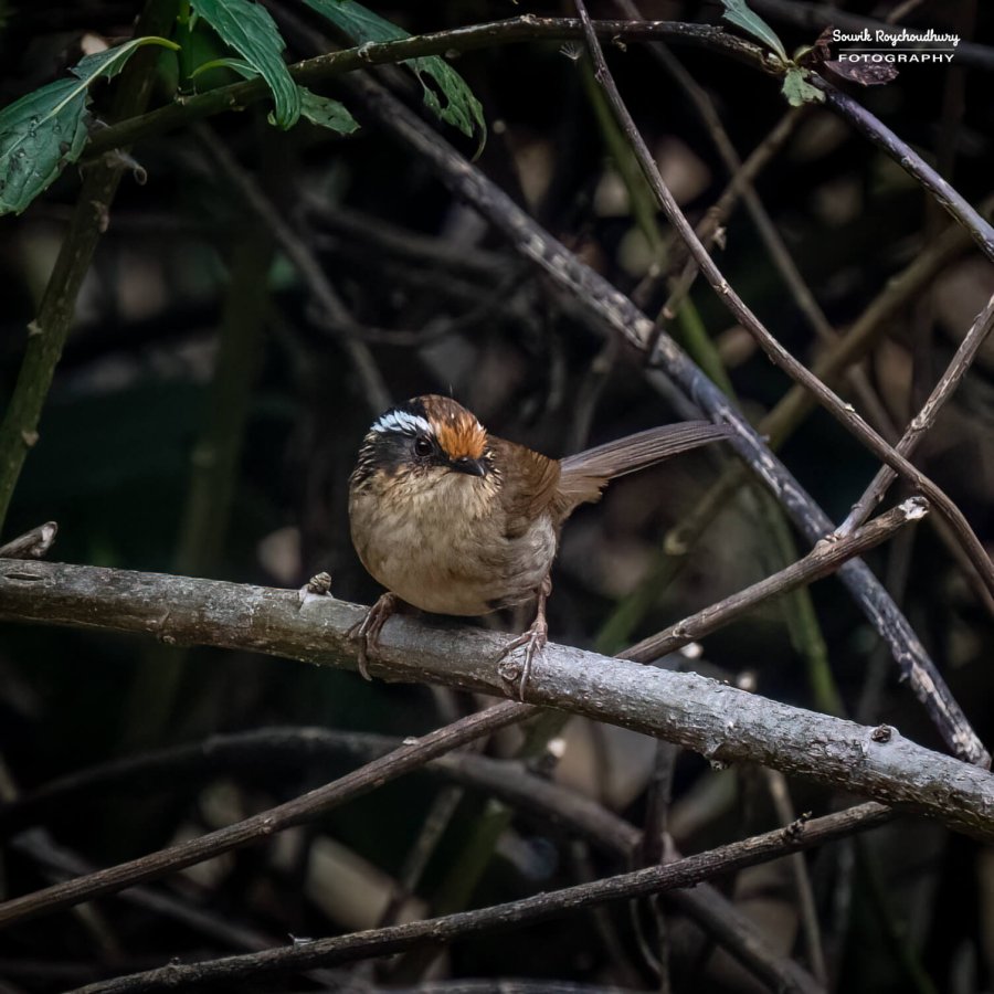 20230319 - Khonoma WLS - 1039-E