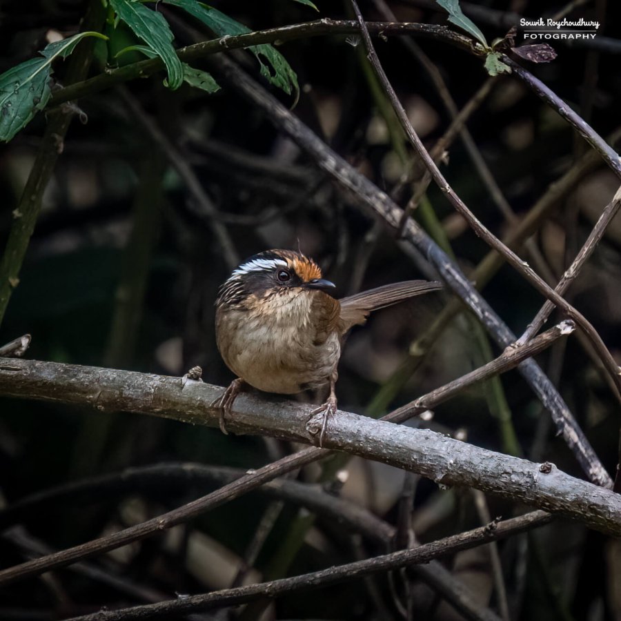 20230319 - Khonoma WLS - 1048-E