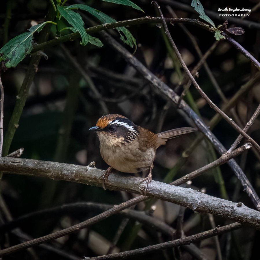 20230319 - Khonoma WLS - 1059-E