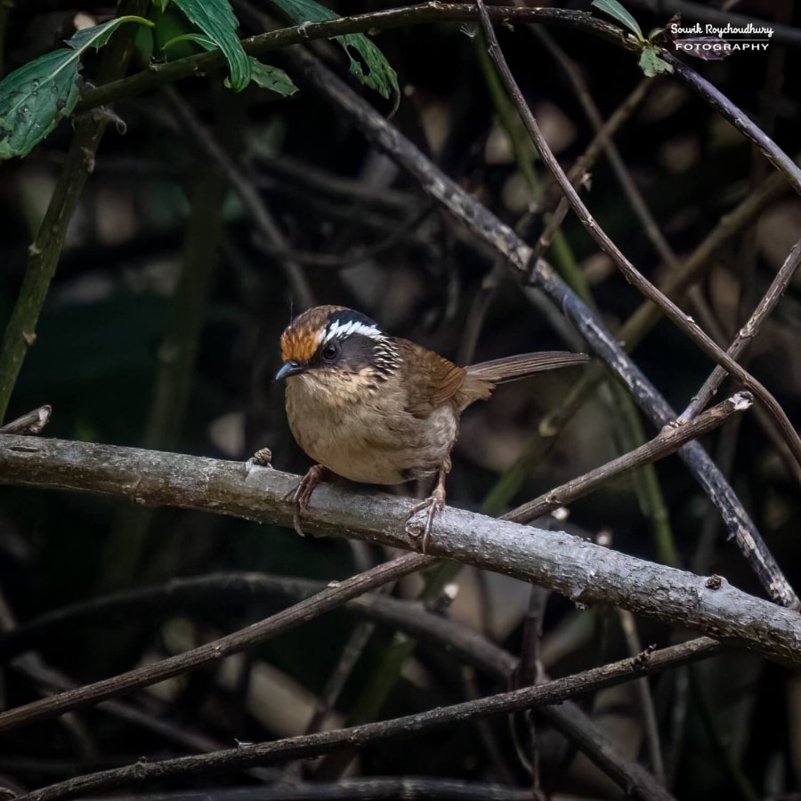 20230319 - Khonoma WLS - 1079-E