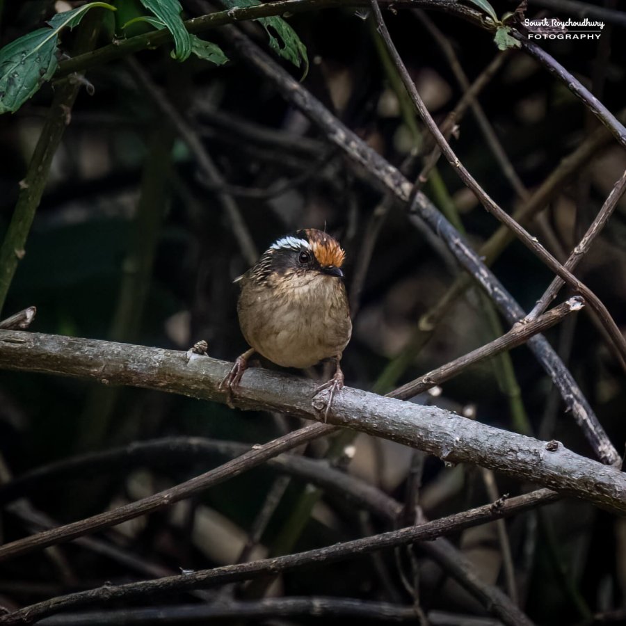 20230319 - Khonoma WLS - 1107-E