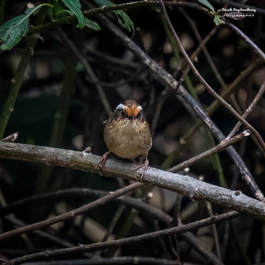 20230319 - Khonoma WLS - 1112-E