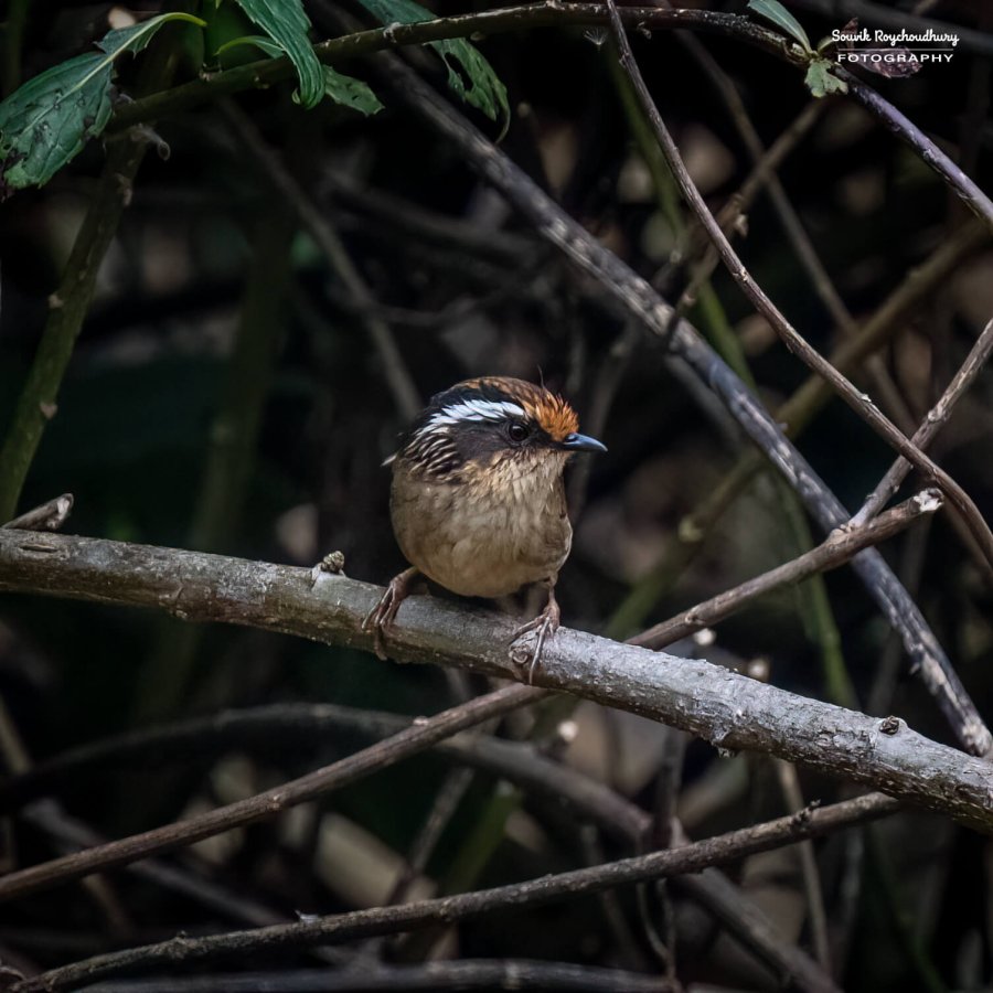 20230319 - Khonoma WLS - 1134-E