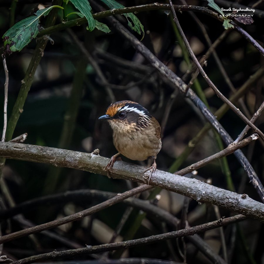 20230319 - Khonoma WLS - 1189-E