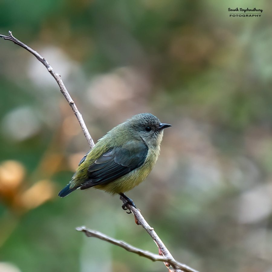 20230319 - Khonoma WLS - 1219-E