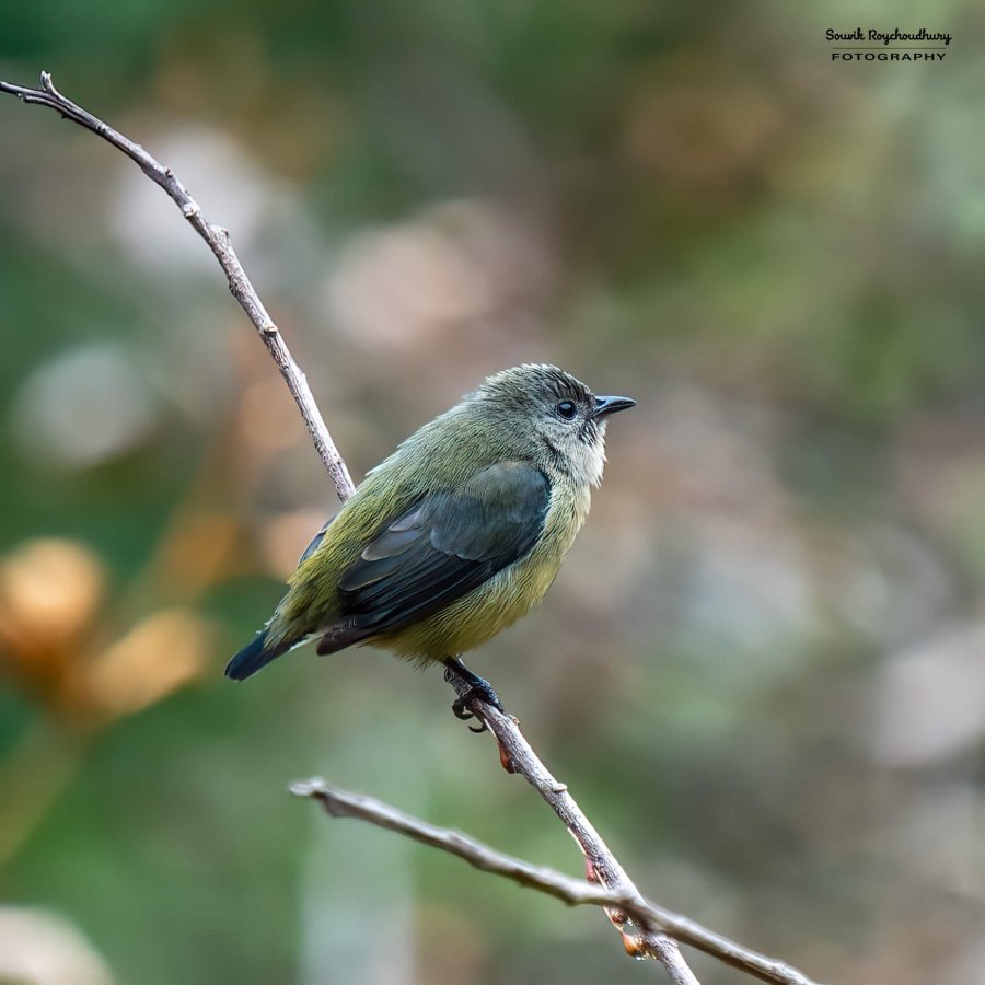 20230319 - Khonoma WLS - 1223-E