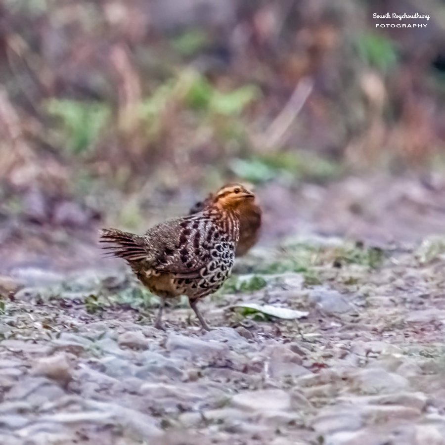 20230319 - Khonoma WLS - 53-E