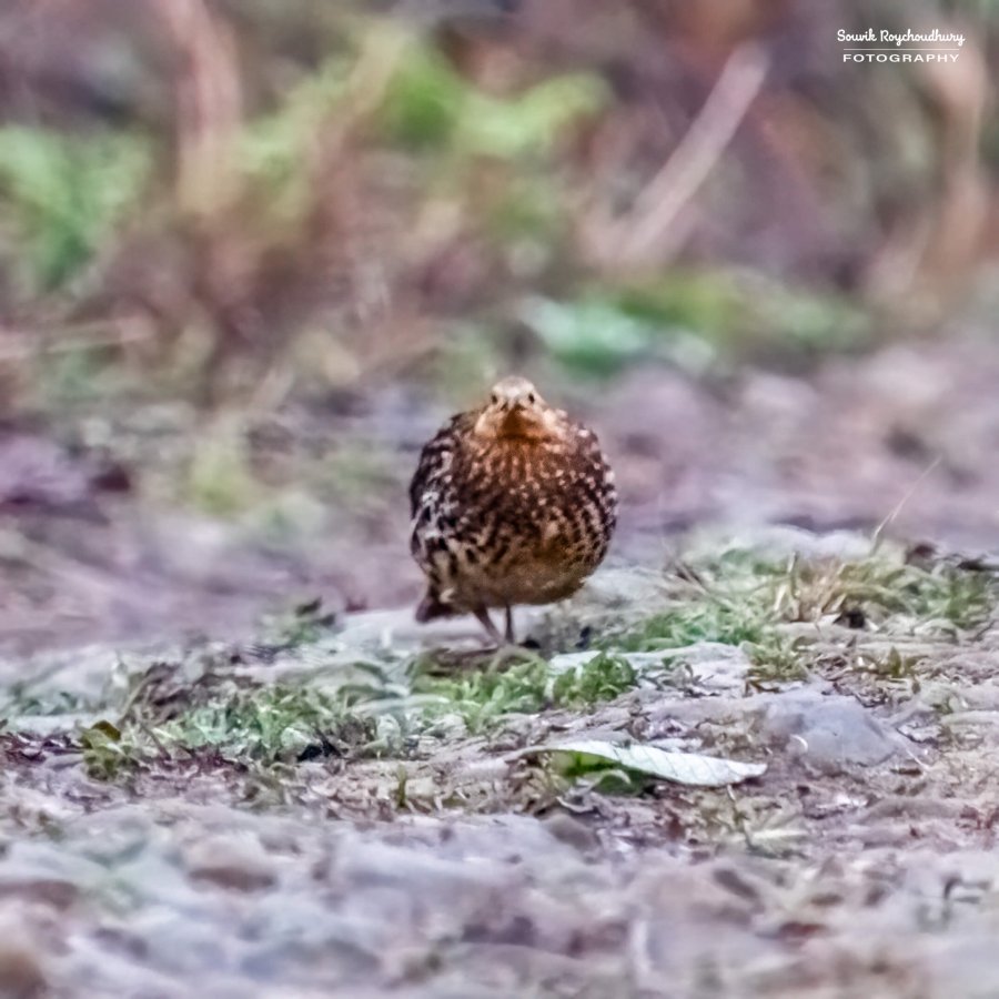 20230319 - Khonoma WLS - 69-E