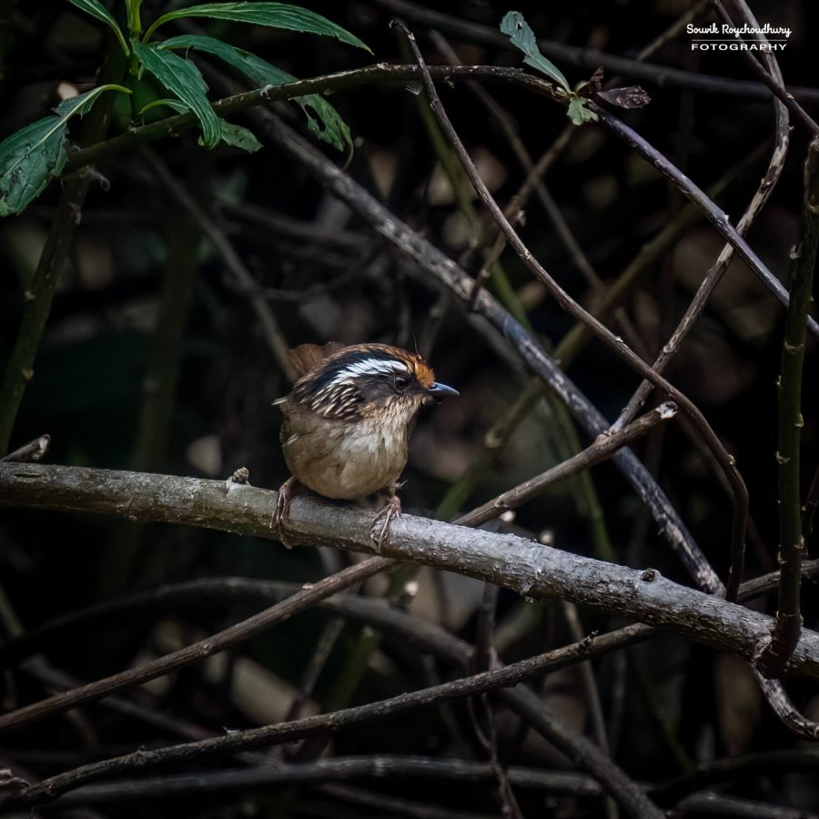 20230319 - Khonoma WLS - 885-E