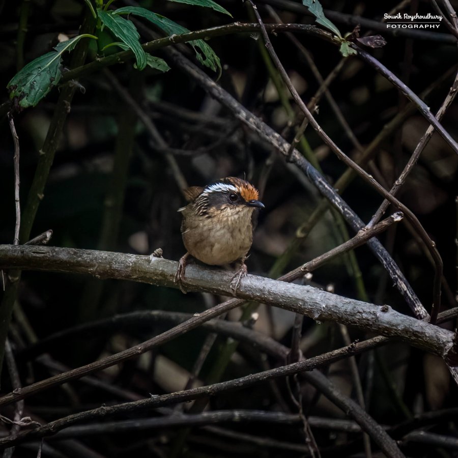 20230319 - Khonoma WLS - 907-E