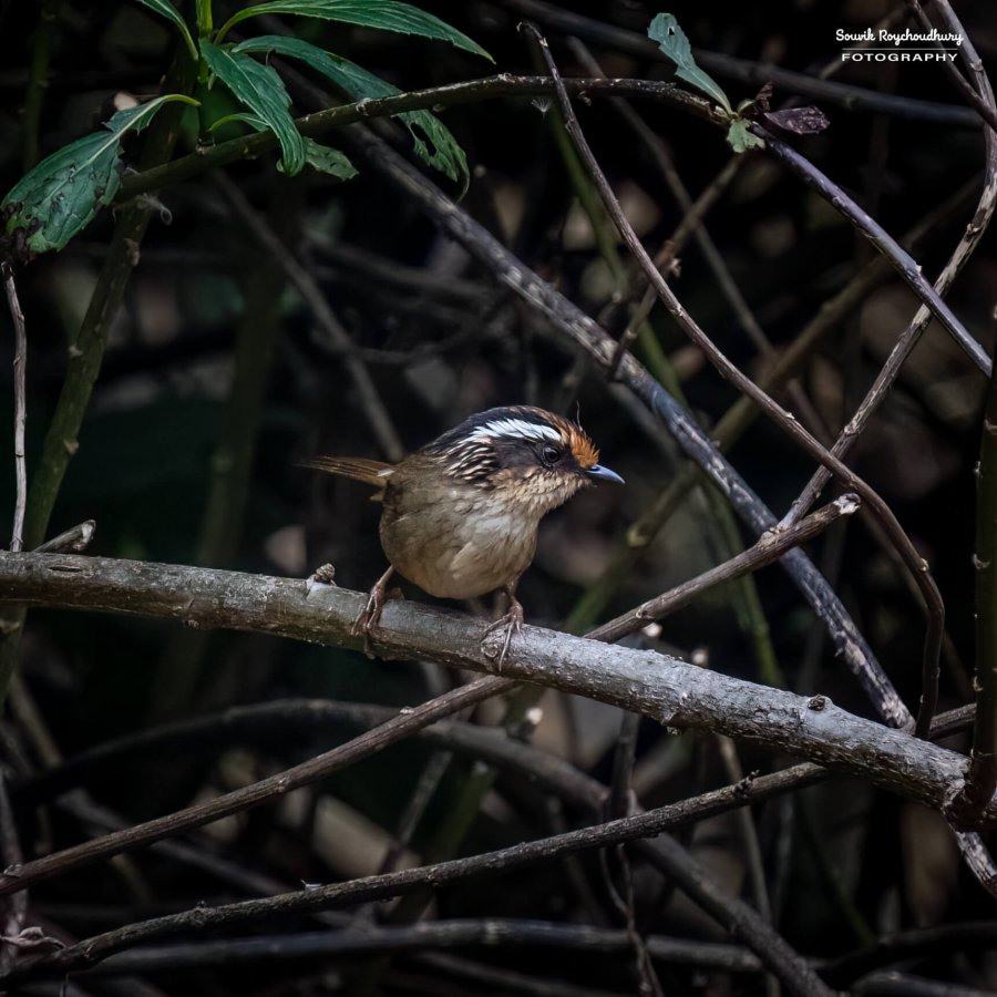 20230319 - Khonoma WLS - 973-E