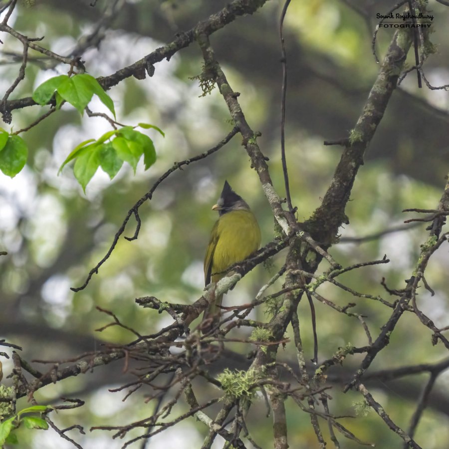 20230320 - Khonoma WLS II - 1191-E